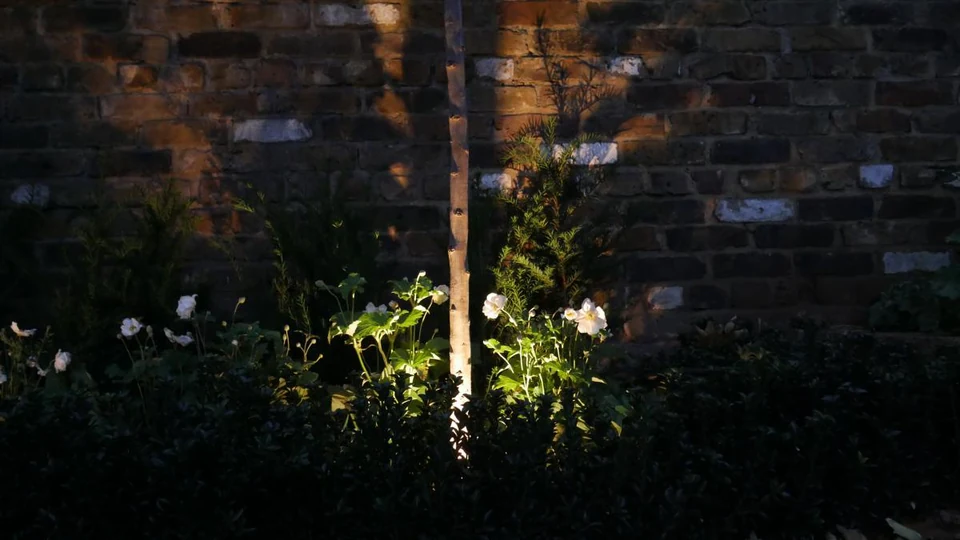 Uplighing pleached trees in a South London Garden